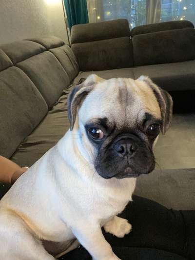 Bilder von Qualzuchten-Beitrag-Bild