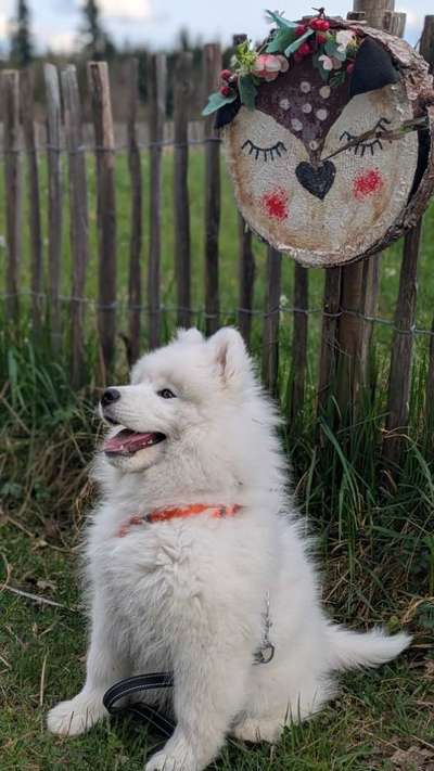 Hundetreffen-Hundetreffen zum Spielen-Bild