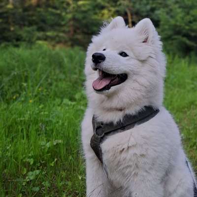 Hundetreffen-Hundetreffen zum Spielen-Bild