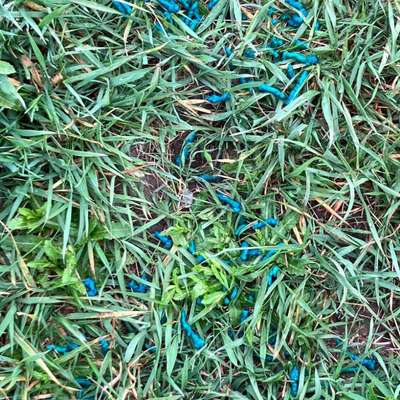 Giftköder-Giftköder-Bild