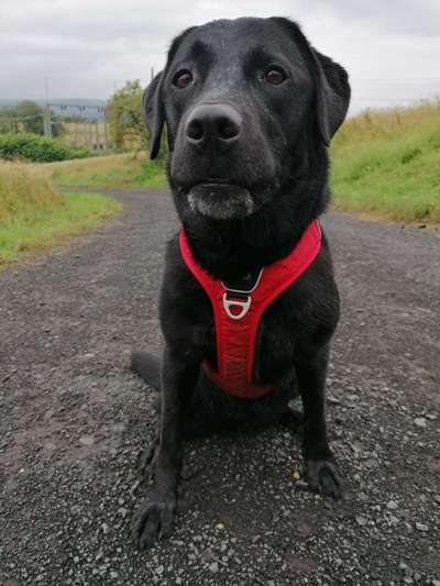 Labradorfans-Beitrag-Bild