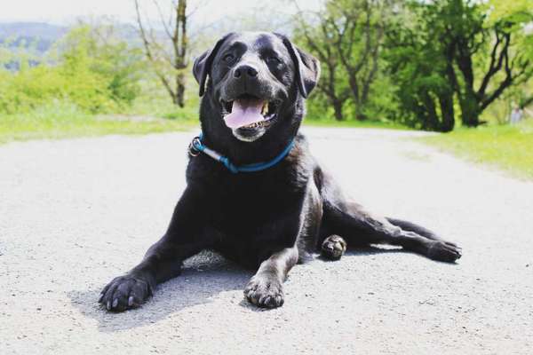 Labradorfans-Beitrag-Bild