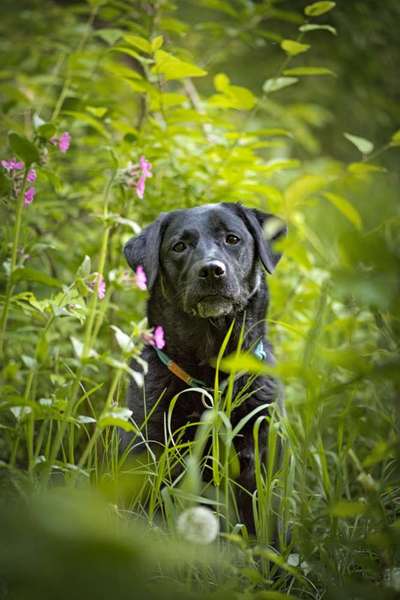 Zeigt mal die schönsten Bilder von euren Hunden !-Beitrag-Bild