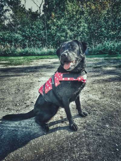 Die Dogorama Wochen Challenge-Beitrag-Bild