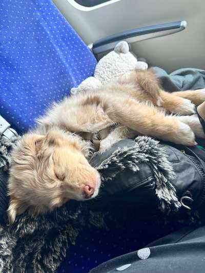 Hundetreffen-Welpen Treffen-Bild