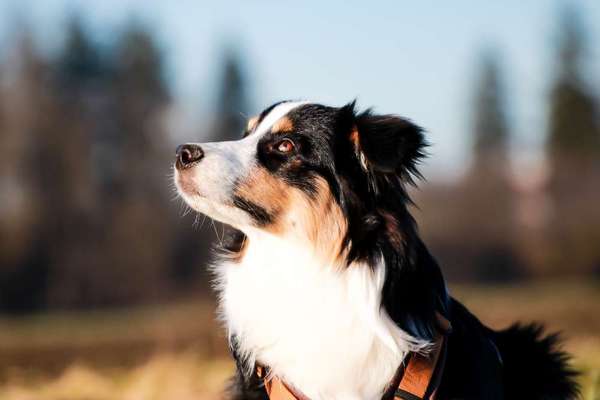 Dogorama Photo Challenge - Hundeblick zum hinschmelzen-Beitrag-Bild