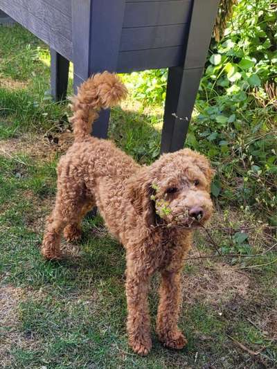 Hundetreffen-Junghundetreffen zum Kennenlernen und gemeinsamen Spielen-Bild
