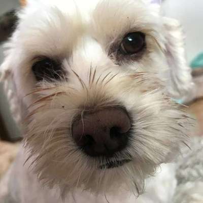 Dein Hund im Dogorama-Kalender 2021-Beitrag-Bild