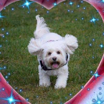 Dein Hund im Dogorama-Kalender 2021-Beitrag-Bild