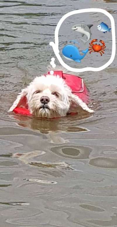 Dein Hund im Dogorama-Kalender 2021-Beitrag-Bild