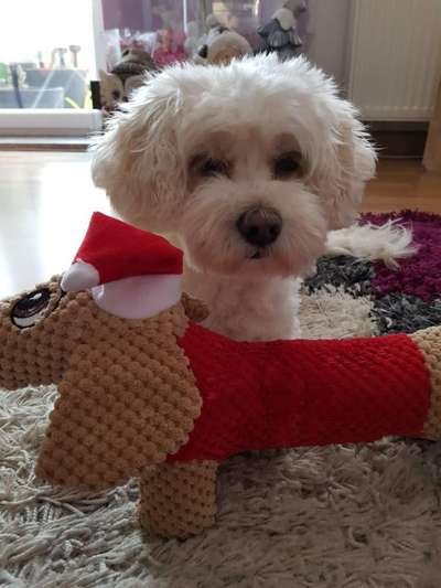 Welche Hunderasse-Beitrag-Bild