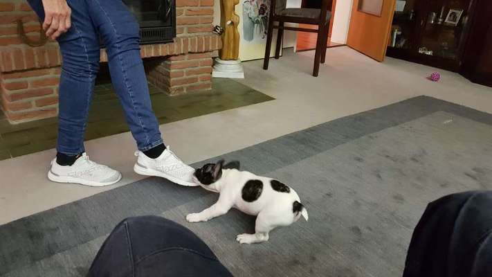 Die Dogorama Wochen Challenge-Beitrag-Bild