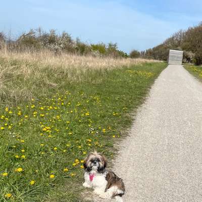 Hundetreffen-Spiel- und Gassirunde im Barni🌳-Profilbild