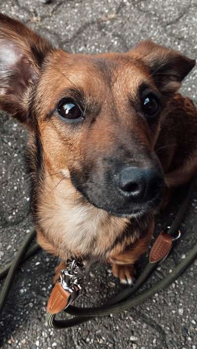 TierschutzhundeStammtisch🐕-Beitrag-Bild