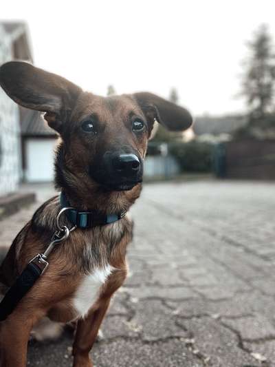 Dogorama Photo Challenge - Details Ganz nah-Beitrag-Bild