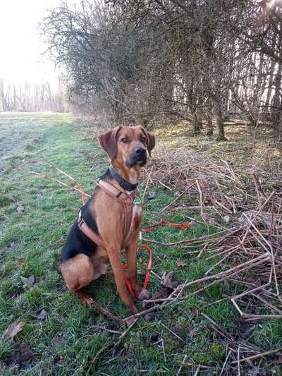 Hundetreffen-Hunde zum regelmäßig treffen-Bild