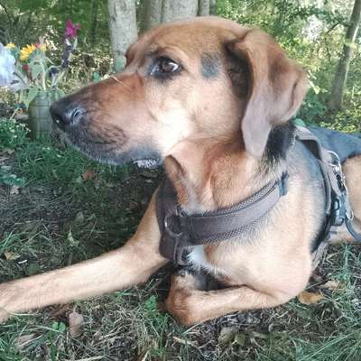 Hundetreffen-Hunde zum regelmäßig treffen-Bild