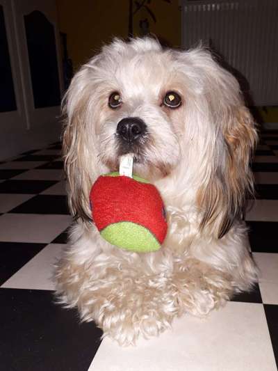 Hunde Memes-Beitrag-Bild