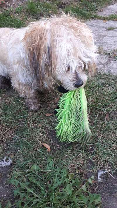 Challenge Nr. 20 - Mein Hund, der Dieb-Beitrag-Bild