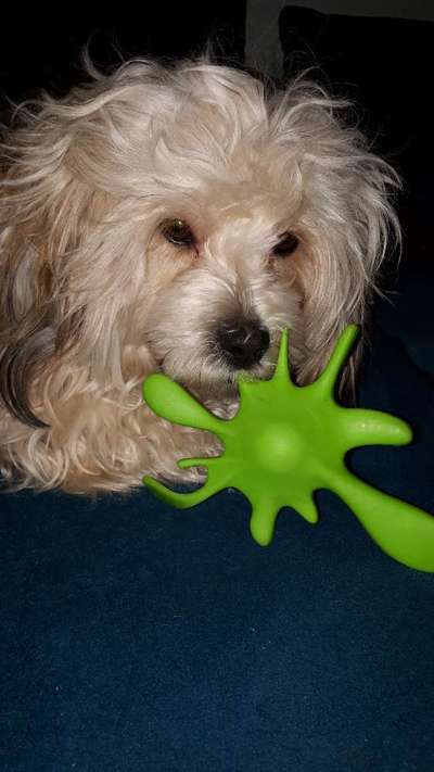 Challenge Nr. 20 - Mein Hund, der Dieb-Beitrag-Bild