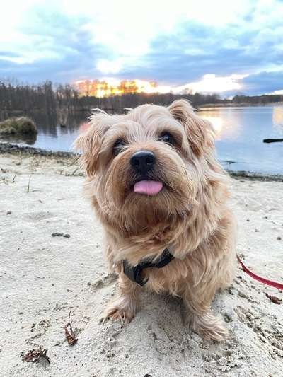 Hundetreffen-Trainingspartner bzw. sozial Kontakte gesucht-Bild