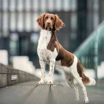 Kleiner Münsterländer!-Beitrag-Bild