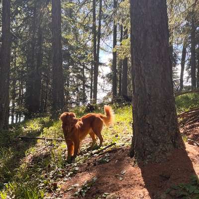 Hundetreffen-Spaziergang im Aaper Wald-Bild