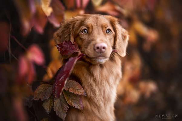 Nova Scotia Duck Tolling Retriever-Beitrag-Bild