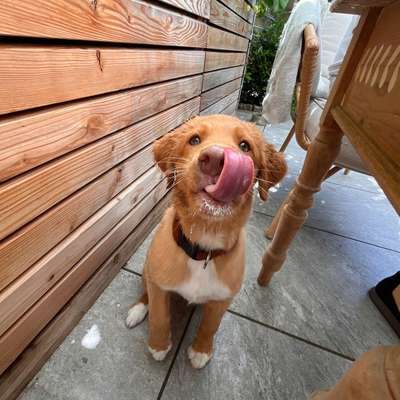 Hundetreffen-Welpentreffen Aaper Wald-Bild