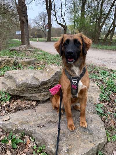 Auslandstierschutz-Beitrag-Bild