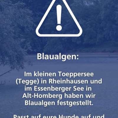 Giftköder-Blaualgen in einigen Duisburger Seen-Bild
