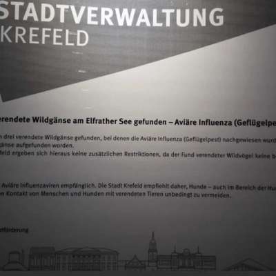 Giftköder-Geflügelpest am Elfrather See-Bild