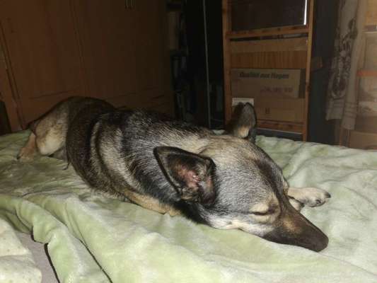 Darf der Hund bei Euch im Bett schlafen?-Beitrag-Bild