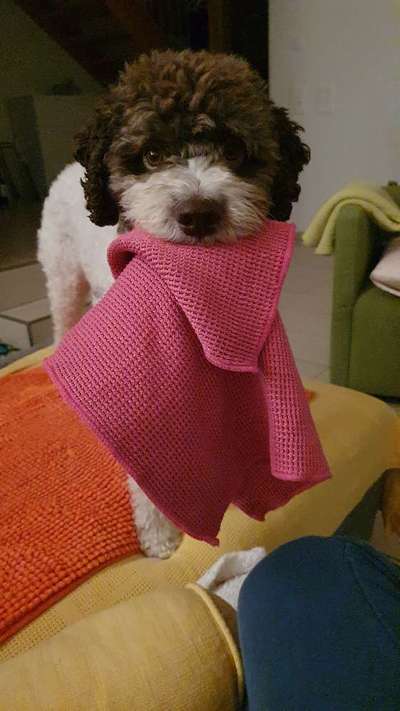 Lagotto Romagnolo Besitzer-Beitrag-Bild