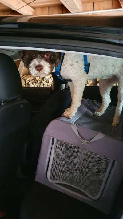 Foto Challenge Thema "Hunde im Auto"-Beitrag-Bild