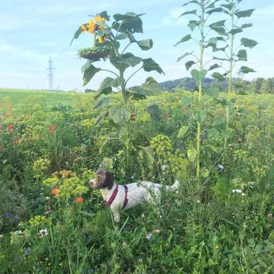 Die wunderschöne Welt mit Hund.-Beitrag-Bild