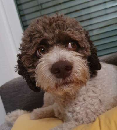 Die lustige Welt der Hunde-Mimik :)-Beitrag-Bild