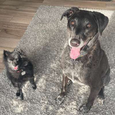 Hundetreffen-Zusammen Gassi gehen 😊-Profilbild