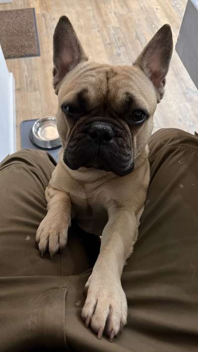 Französische Bulldoggen-Beitrag-Bild