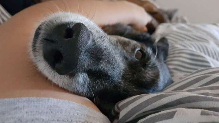 Zeigt mir die tollste Nahaufnahme von eurer Fellnase-Beitrag-Bild