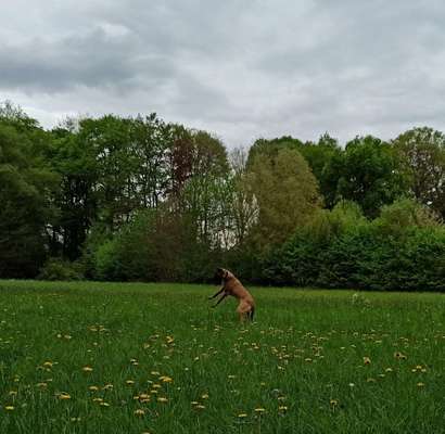 Hundeauslaufgebiet-Tiergarten Wolbeck-Bild