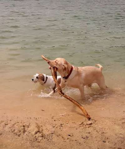 Die Dogorama Kalender Challenge 4/4-Beitrag-Bild