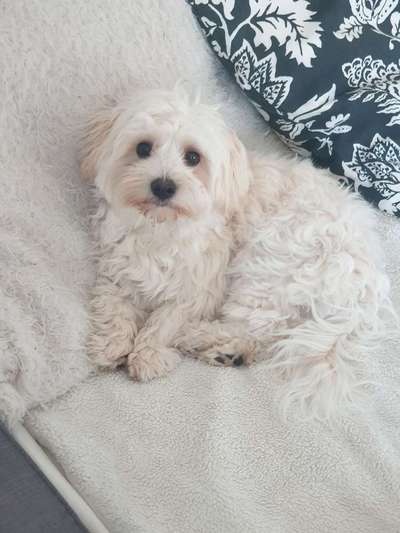 bolonka zwetna 😁-Beitrag-Bild