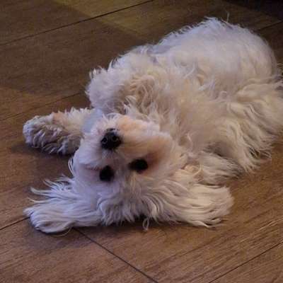 Hundetreffen-Gassi-/ Spielpartner/in gesucht-Bild