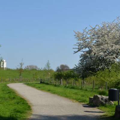 Hundeauslaufgebiet-Flottmannpark-Bild