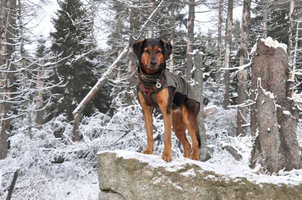 Kleidung für Hunde-Beitrag-Bild