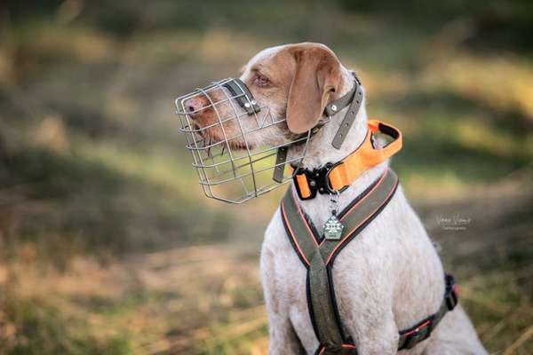 Hundetreffen-Social Walks und mehr-Bild