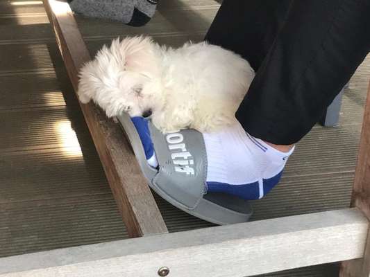 Welpen Bilder !-Beitrag-Bild