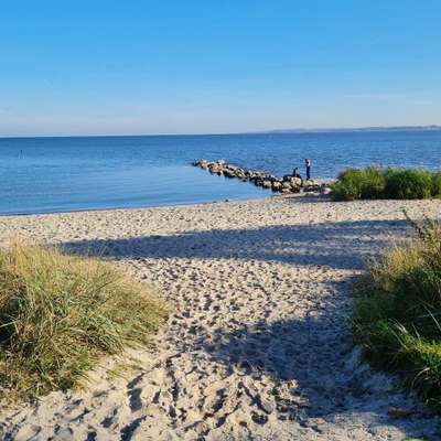 Hundeauslaufgebiet-Hundestrand Eckernförde-Bild