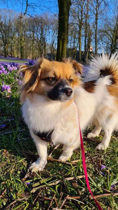 Dogorama Photo Challenge - an der Leine-Beitrag-Bild